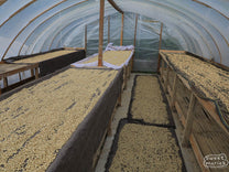 Wet process coffee dries in a covered drying room at a milling site in Gayo region, Sumatra.