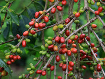 Ripe coffee cherries growing on a shrub at a farm in Aceh Tengah region, Sumatra.