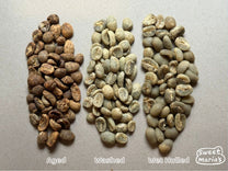A comparison of Aged, Wet Process (Washed), and Wet Hulled (Giling Basah) green coffee.