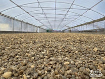 Wet hulled coffee dries on the covered patio at one of the coffee collector's processing sites in Lintong.