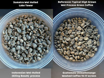 Close-up comparison of green coffee samples from Sumatra Wet Hulled Lake Tawar
