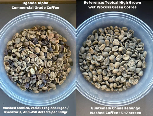 A side-by-side comparison of Uganda Alpha R400 coffee next to a typical wet process Guatemalan coffee.