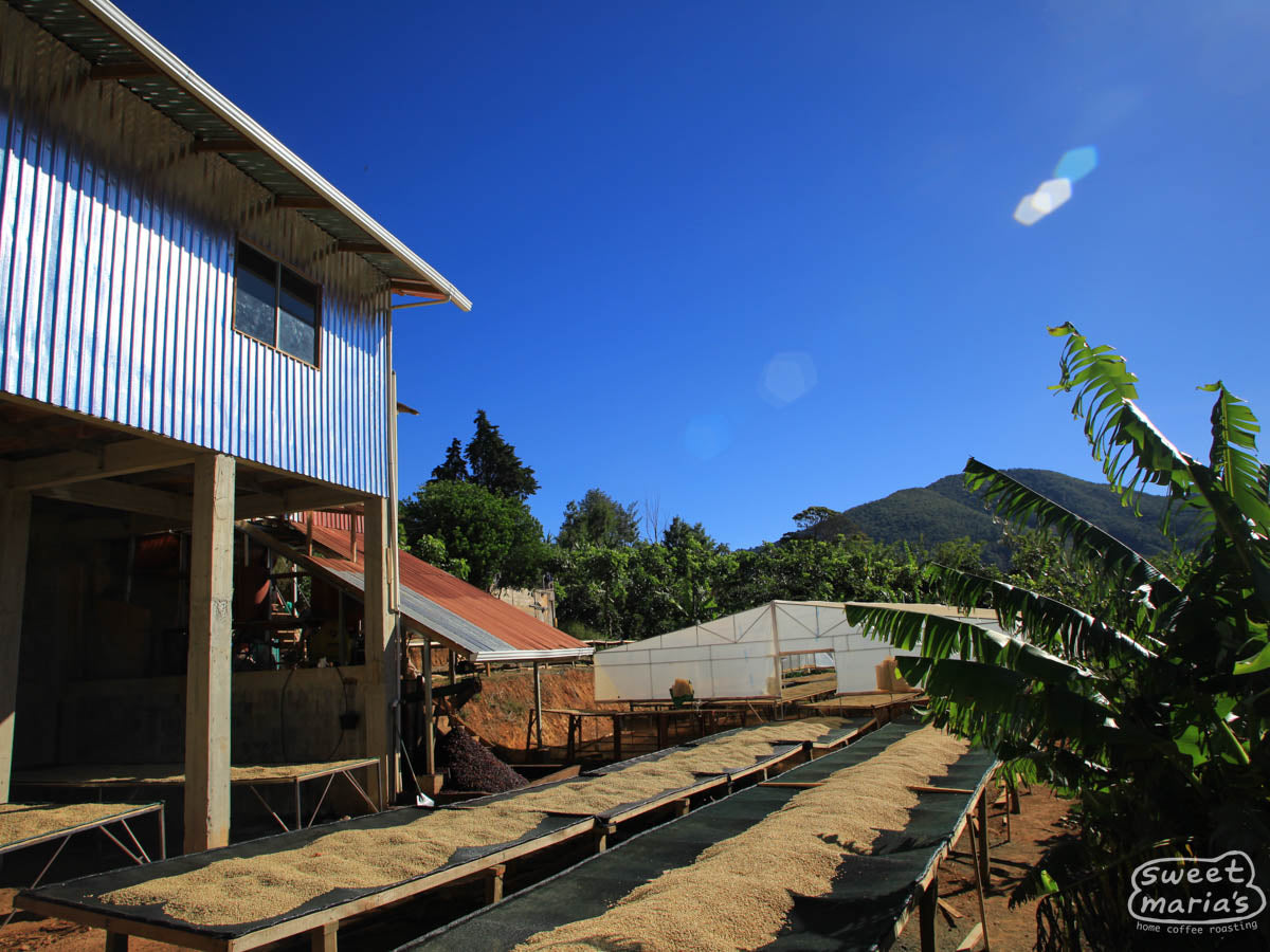 Coffee dries on raised drying beds at the La Casona mill.