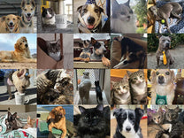 Our 2026 "Dogs" of Coffee has two full pages displaying our community's furry friends. Page 1.