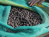Whole dried coffee cherries ("dry process") at one of the Guji sites run by the folks from Buku Abel.