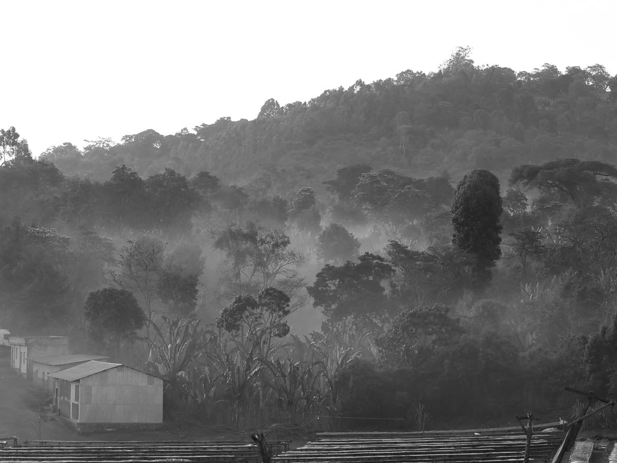 Misty morning at a Kercha washing station.
