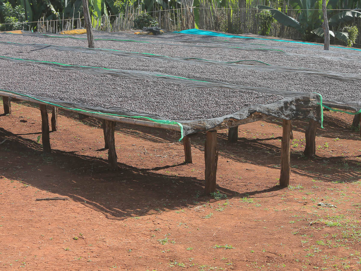 Dry process coffee on raised drying beds at another site near Buku Abel.