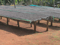 Dry process coffee on raised drying beds at another site near Buku Abel.