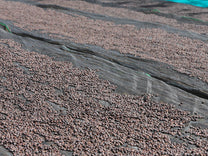 Dry process coffee turns a dark red color as it loses moisture over time in the hot sun. Kercha region, Guji Zone.