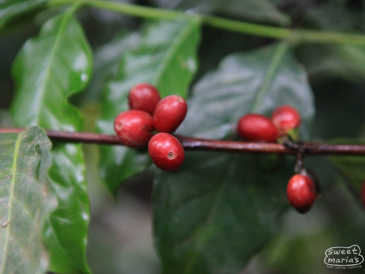 Red coffee cherry on an older Typica tree at La Folie in Antigua, Guatemala.