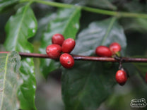 Red coffee cherry on an older Typica tree at La Folie in Antigua, Guatemala.