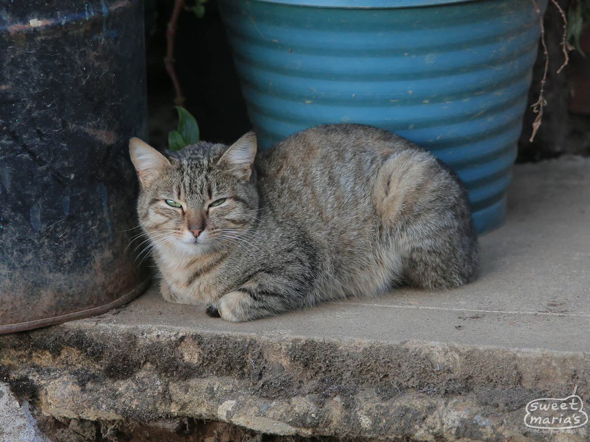  This coffee farm cat would rather take a rest by the porch than join us for a walk of the surrounding coffee farm. Bojonalito.