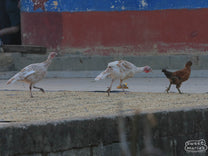 Two turkeys and a hen strut across coffee drying on a cement patio at a farm in Huehuetenango. 