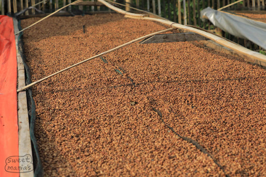 Anaerobic honey process coffee drying at the mill in Puncak Sirna, Bundung, Java Sunda.