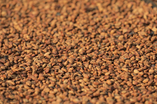 Closeup photo of anaerobic honey coffee drying on raised tables at the mill where this coffee was processed. Java Sunda.