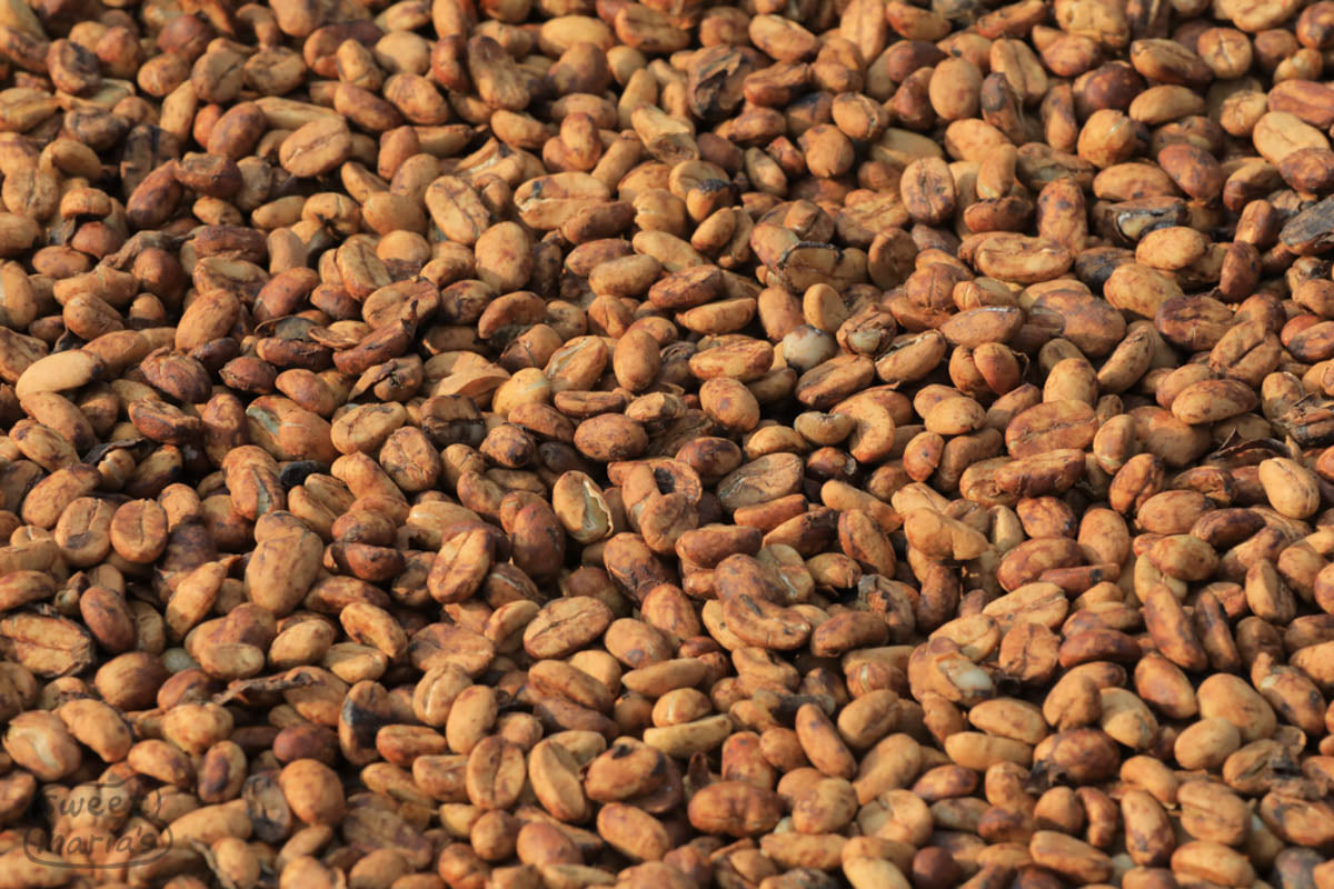  Java Sunda.