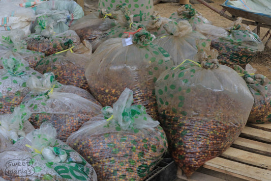 Coffee cherries sealed up in airtight bags for the anaerobic stage at the Java Sunda processing site.