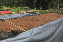 Honey process coffee, with it's dark reddish hue, dries on raised beds at the station in Gambung.