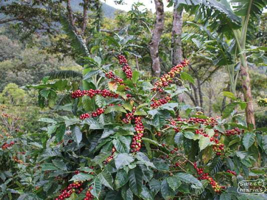 A photo of a caturra coffee shrub filled with ripe cherry at the part of the farm just below Los Alpes, called 