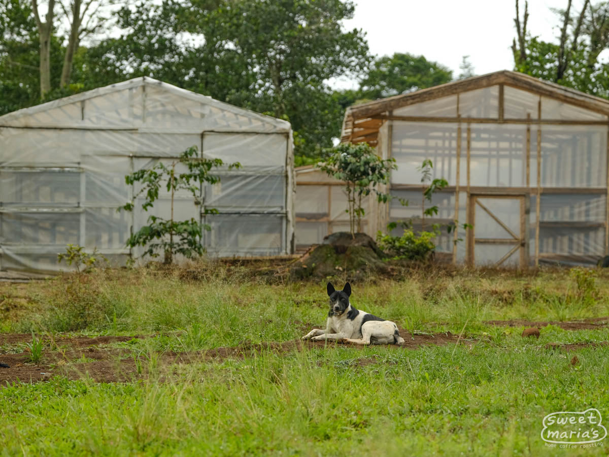 A dog rests in front of the greenhouse coffee dryers at Daeng's processing site. These drying rooms house tiered beds where coffee is laid to dry protected from the outside elements. Desa Topidi, Sulawesi.