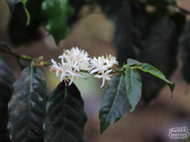 A coffee farmer in Desa Topidi shows the tall