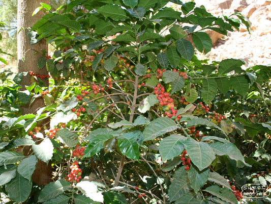 Coffee cherries ripen on the terraced coffee 