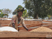 A worker spreads the wet process coffee, still in its parchment layer, on raised drying beds at a cooperative in Tanzania. (Not Makonga, which we haven't visited).