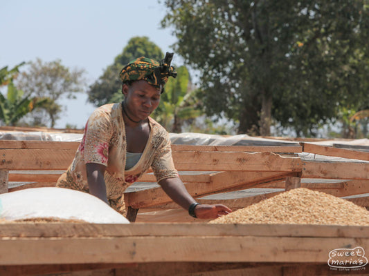 A worker spreads the wet process coffee, still in its parchment layer, on raised drying beds at a cooperative in Tanzania. (Not Makonga, which we haven't visited).