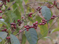 A bourbon coffee plant with ripening cherries at a Tanzanian coffee farm.