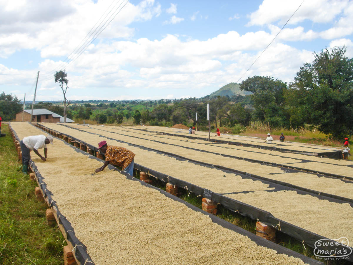 Workers sift through the drying parchment coffee looking for defects to remove. Mbozi, Tanzania (not Mbewe)