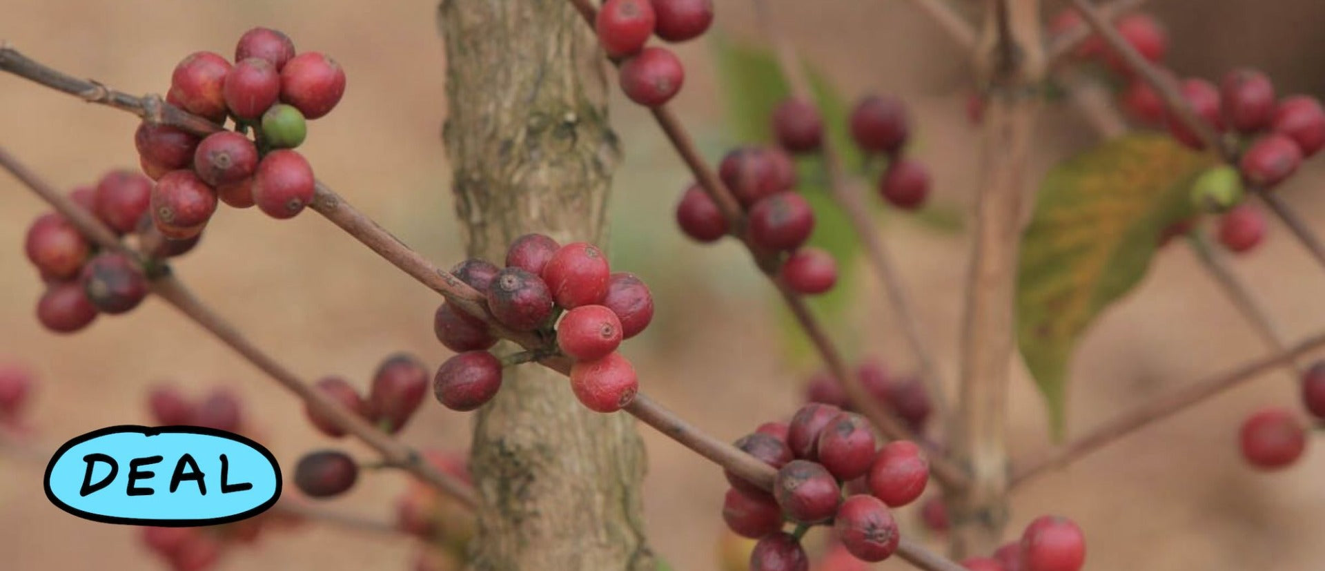 Red coffee cherries ripening on a shrub in Tanzania. This is old Mbozi Mission variety, the original type of Bourbon coffee planted in this area. The clumping fruit-set hints at the fact it is Bourbon. Mbozi, Tanzania.