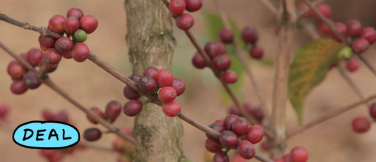 Red coffee cherries ripening on a shrub in Tanzania. This is old Mbozi Mission variety, the original type of Bourbon coffee planted in this area. The clumping fruit-set hints at the fact it is Bourbon. Mbozi, Tanzania.