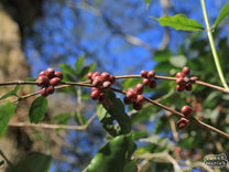 Clumping fruit of a Typica plant at a farm in East Timor.
