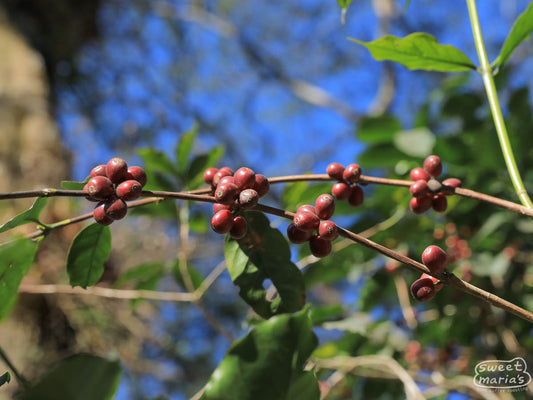 Clumping fruit of a Typica plant at a farm in East Timor.