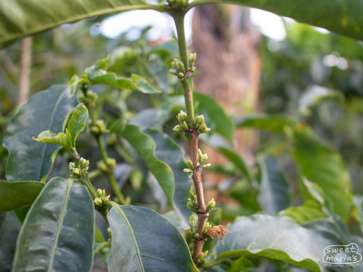 Small flower buds form on a coffee plant at Cerro La Cruz.