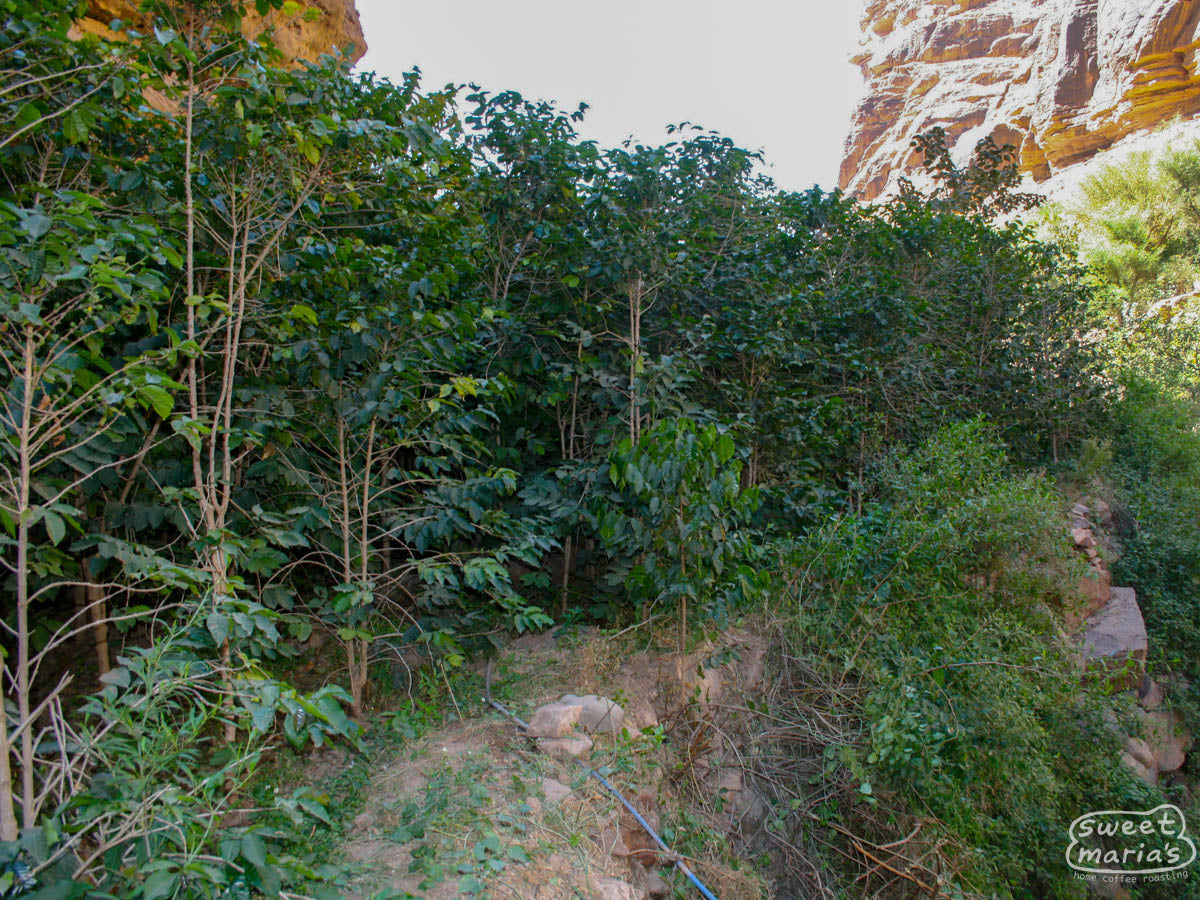 A patch of coffee trees planted in the rocky outcropping of a cliff wall in Yemen.