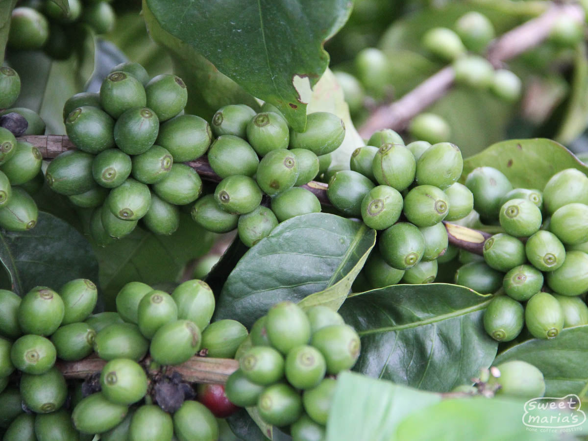 Green Catimor cherries ripening at the Kateshi farm.