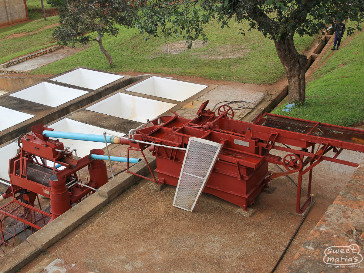 The disk pulper at Kateshi Estate that empties into the white, concrete fermentation tanks below.
