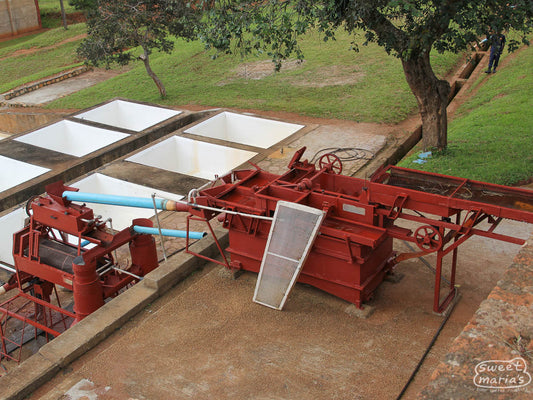 The disk pulper at Kateshi Estate that empties into the white, concrete fermentation tanks below.