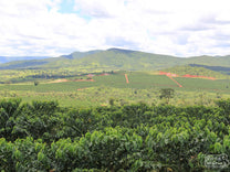 Zambia Anaerobic Natural Misambo