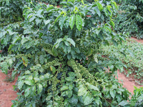 Zambia Anaerobic Natural Misambo