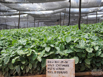 Young Catimor plants grow under a shade canopy at the Kateshi estate in Zambia's Kasama region.