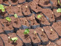 Sprouting coffee seeds will grow to be full size shrubs in about 2-3 years. Kateshi Estate.